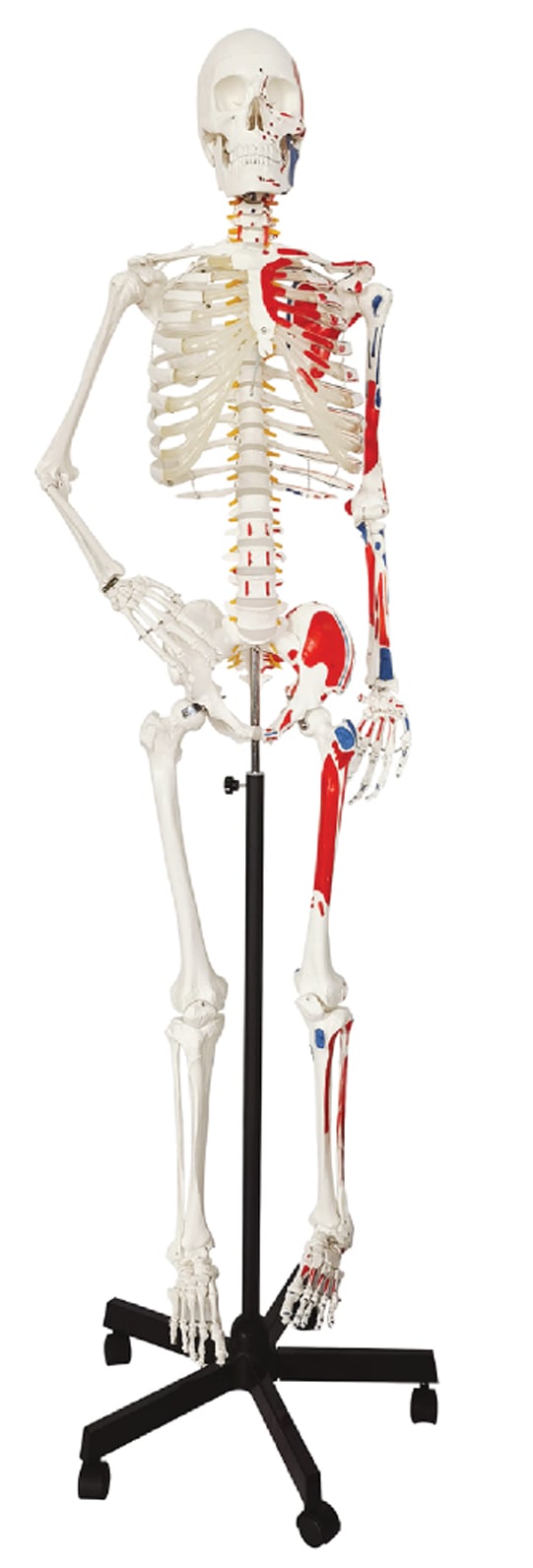 DS-60003 - Skeleton with Numbered Muscle Markings, 170cm Skeleton with Numbered Muscle Markings, 170cm