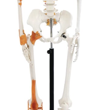 Skeleton with Nerves and Ligament, 170cm