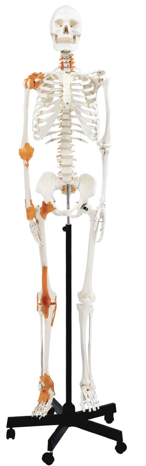 DS-60004 - Skeleton with Nerves and Ligament, 170cm Skeleton with Nerves and Ligament, 170cm