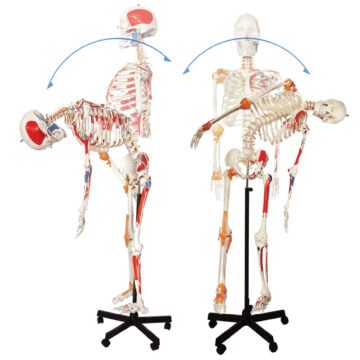 Flexible Skeleton with Numbered Muscle Markings & Ligaments, 170cm