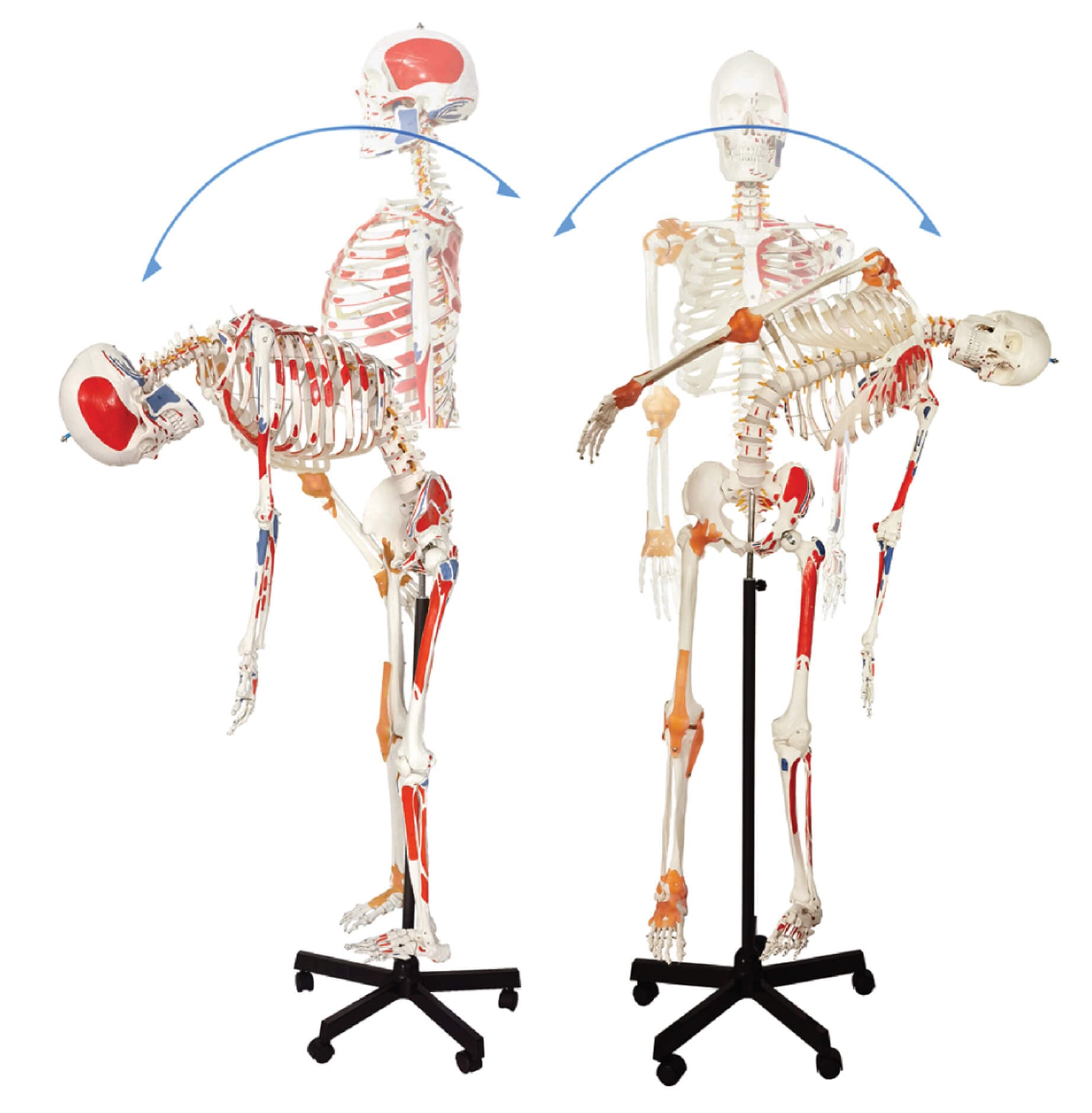 DS-60005 - Flexible Skeleton with Numbered Muscle Markings & Ligaments, 170cm Flexible Skeleton with Numbered Muscle Markings & Ligaments, 170cm
