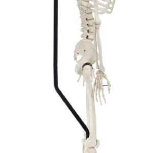 Classic Skeleton on Hanging Roller Stand with Brake, 170cm