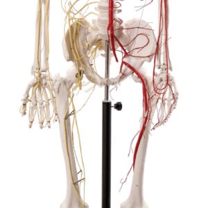 Life Size Human Skeleton with Nerves and Vesseles, 170cm
