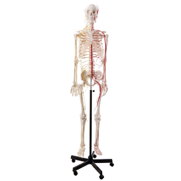 Life Size Human Skeleton with Nerves and Vesseles, 170cm