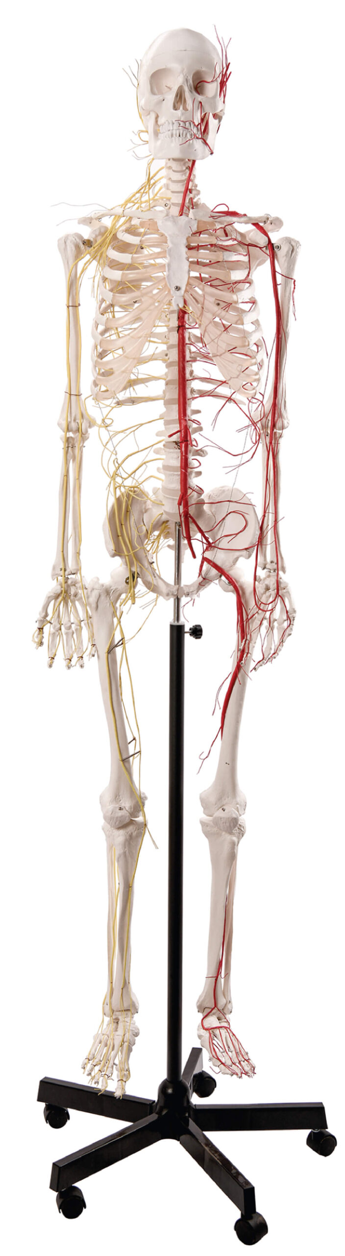 DS-60007 - Life Size Human Skeleton with Nerves and Vesseles, 170cm Life Size Human Skeleton with Nerves and Vesseles, 170cm