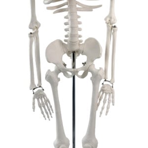 Skeleton Model, 85cm