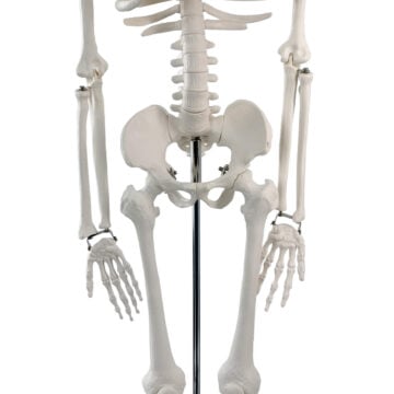 Skeleton Model, 85cm