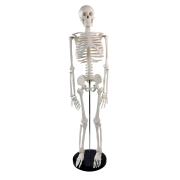 Skeleton Model, 85cm