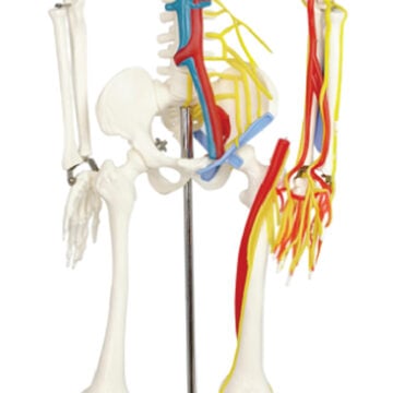 Skeleton with Nerves and Blood Vessels, 85cm