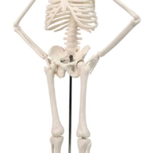 Mini Desktop Human Skeleton, 45cm