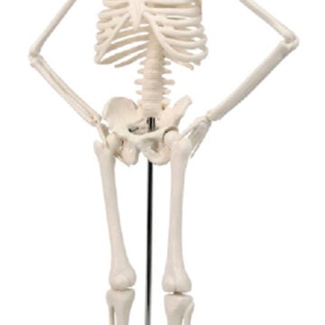 Mini Desktop Human Skeleton, 45cm