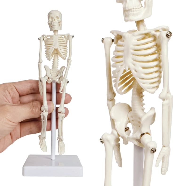 DS-60013 - Mini Skeleton, 21cm Mini Skeleton, 21cm