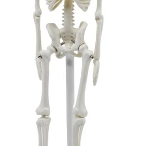 Mini Skeleton, 21cm