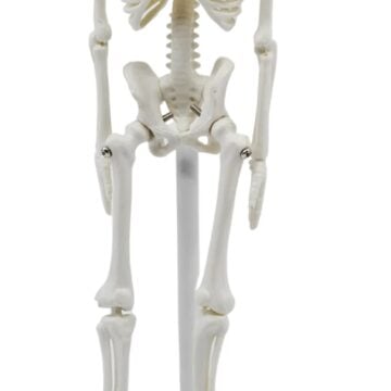 Mini Skeleton, 21cm