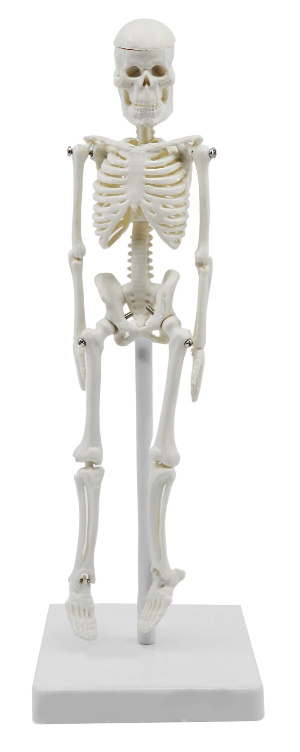 DS-60013 - Mini Skeleton, 21cm Mini Skeleton, 21cm