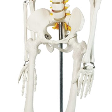 Skeleton with Nerves, Green Sternum, 85cm