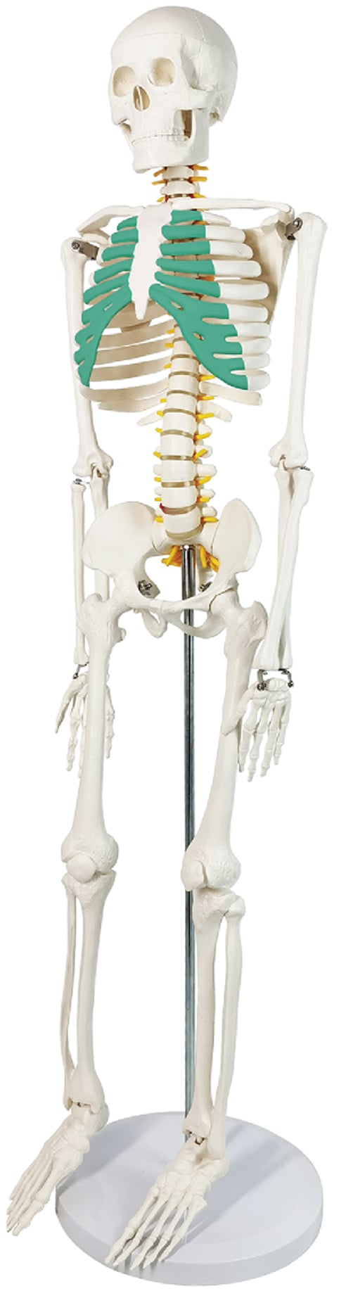 DS-60015 - Skeleton with Nerves, Green Sternum, 85cm Skeleton with Nerves, Green Sternum, 85cm