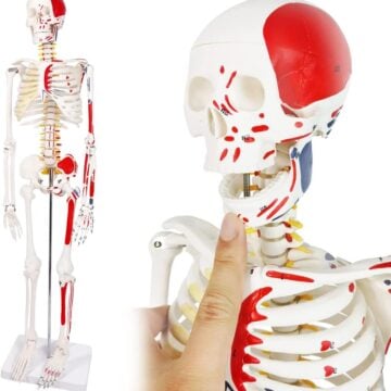 Skeleton with Nerves & Muscle Markings, 85cm