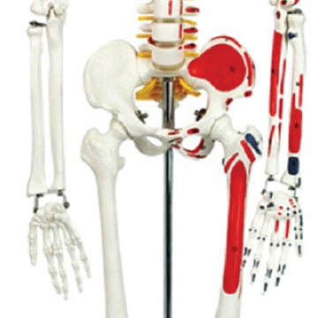 Skeleton with Nerves & Muscle Markings, 85cm