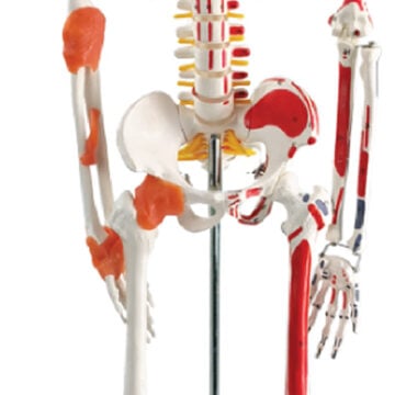 Skeleton with Ligaments & Muscle Markings, 85cm