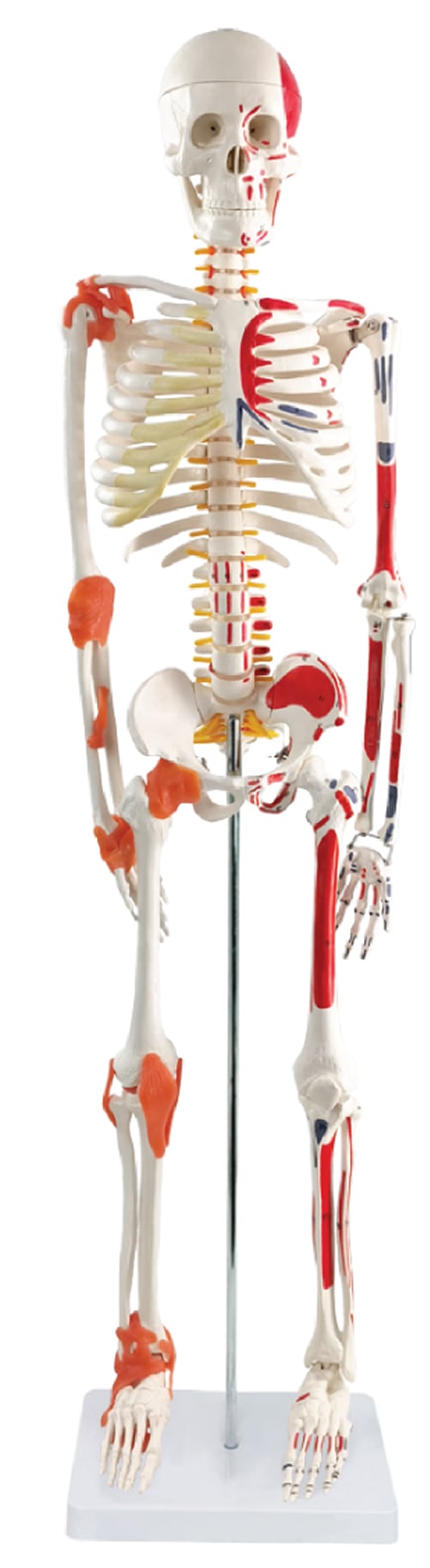 DS-60017 - Skeleton with Ligaments & Muscle Markings, 85cm Skeleton with Ligaments & Muscle Markings, 85cm