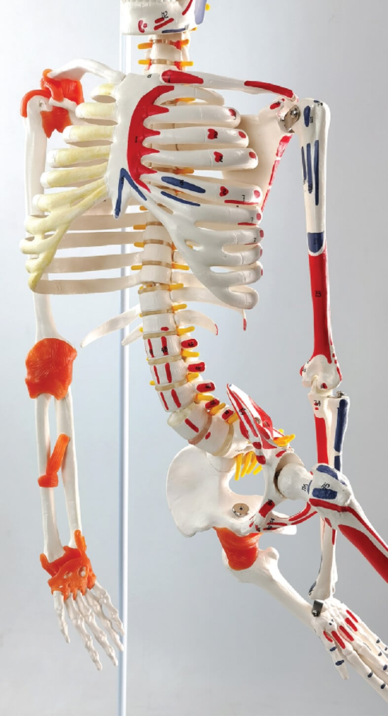 DS-60018 - Flexible Skeleton with Muscle Markings & Ligaments, Hanging Stand, 85cm Flexible Skeleton with Muscle Markings & Ligaments, Hanging Stand, 85cm