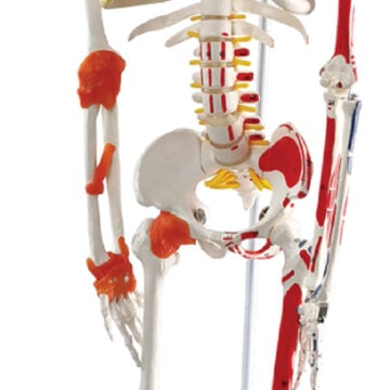 Flexible Skeleton with Muscle Markings & Ligaments, Hanging Stand, 85cm