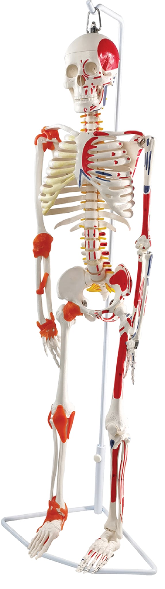 DS-60018 - Flexible Skeleton with Muscle Markings & Ligaments, Hanging Stand, 85cm Flexible Skeleton with Muscle Markings & Ligaments, Hanging Stand, 85cm