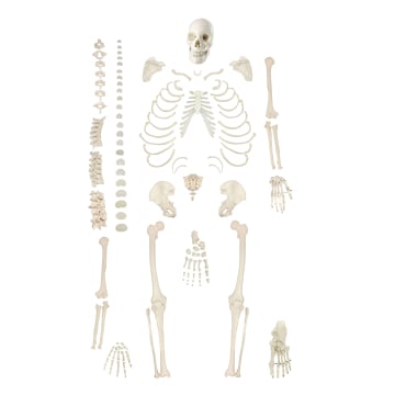 Disarticulated Skeleton with Skull