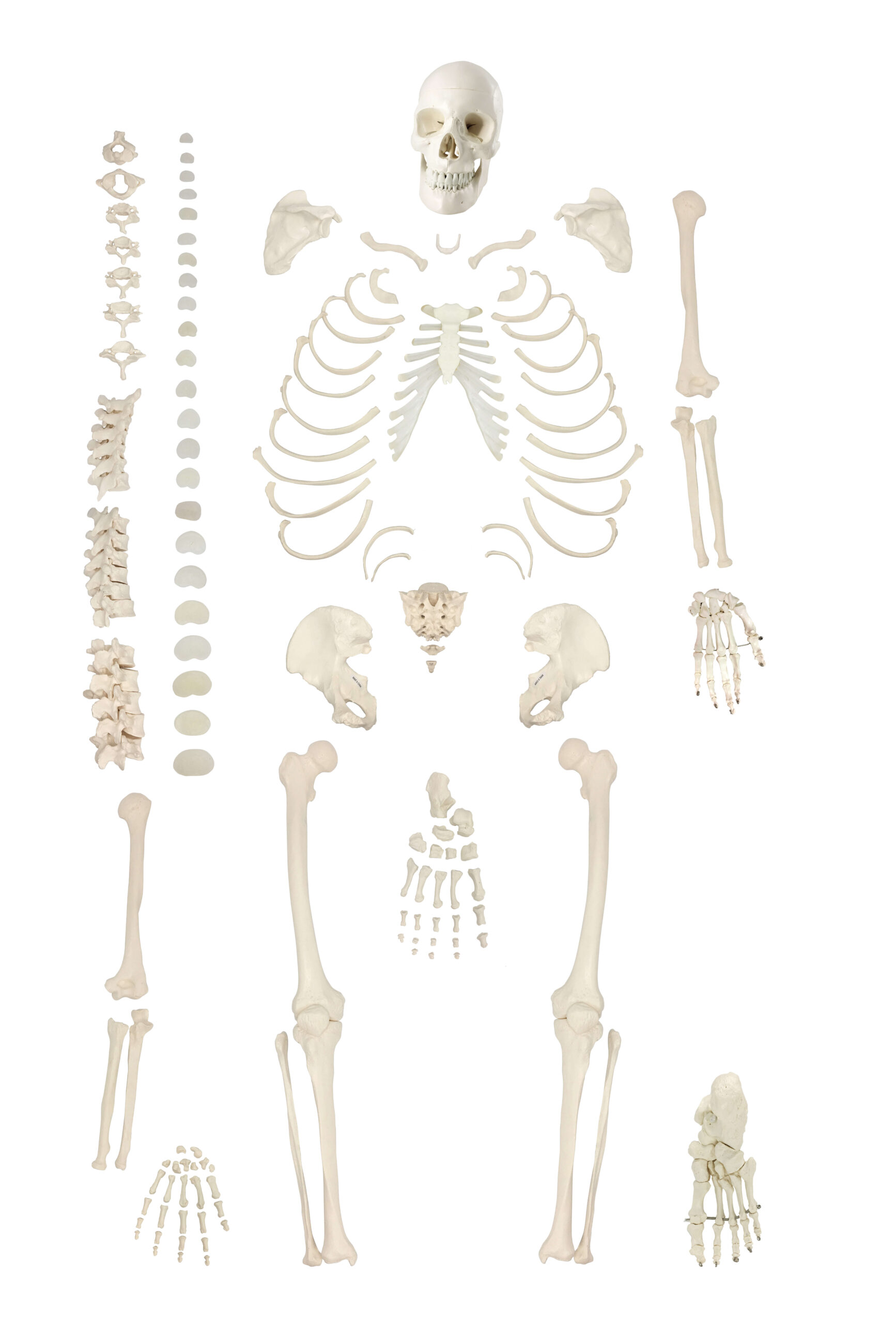 DS-60020 - Disarticulated Skeleton with Skull Disarticulated Skeleton with Skull