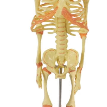 Fetus Skeleton, 30cm