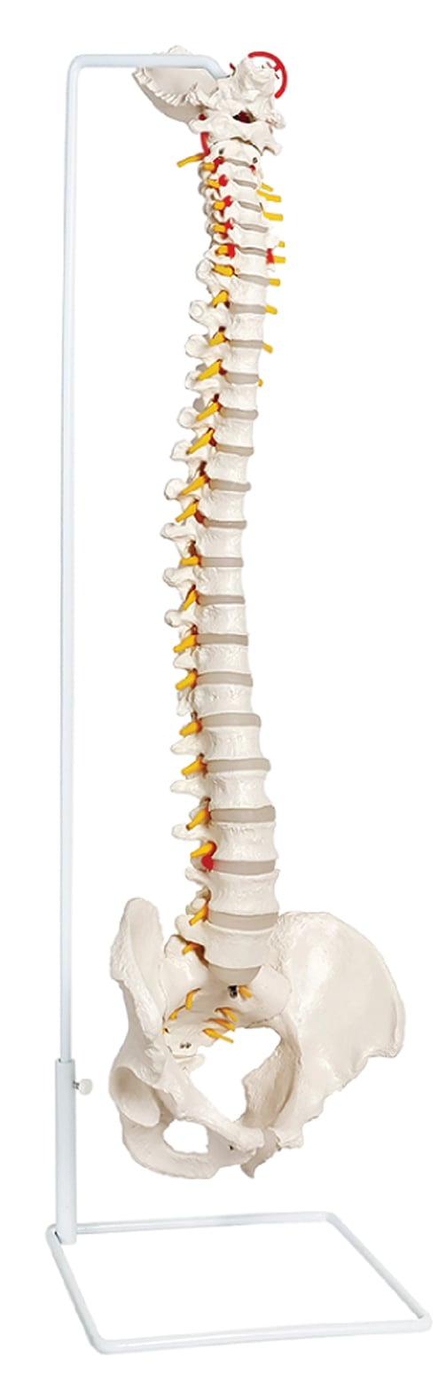 DS-60101 - Life-Size Vertebral Column with Pelvis, 85cm Life-Size Vertebral Column with Pelvis, 85cm