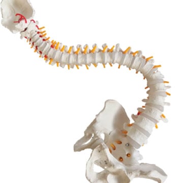 Life-Size Vertebral Column with Pelvis, 85cm