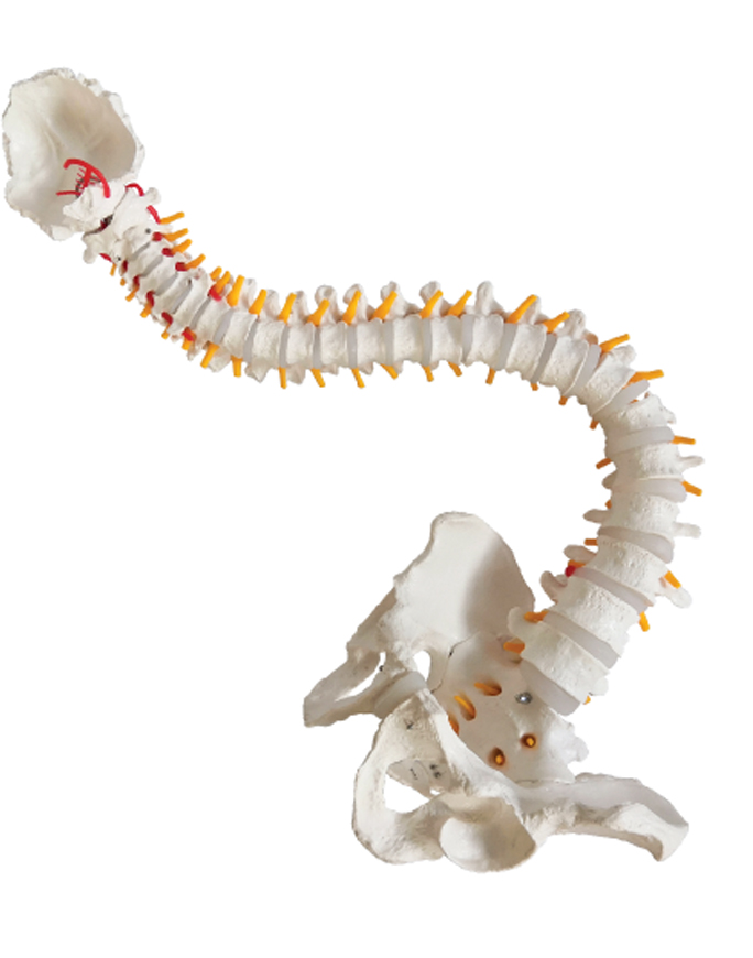 DS-60101 - Life-Size Vertebral Column with Pelvis, 85cm Life-Size Vertebral Column with Pelvis, 85cm