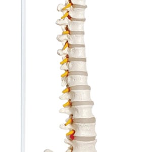 Life-Size Vertebral Column with Pelvis, 85cm