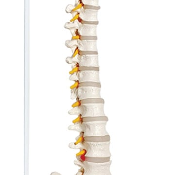 Life-Size Vertebral Column with Pelvis, 85cm