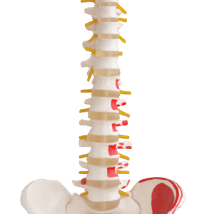 Vertebral Column with Pelvis and Femur Heads and Painted Muscles