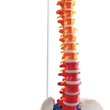 Didactic Colored Flexible Spine with Pelvis and Nerves, 85cm