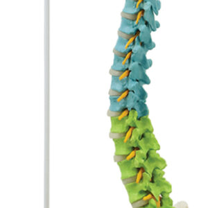 Didactic Colored Flexible Spine with Pelvis and Nerves, 85cm