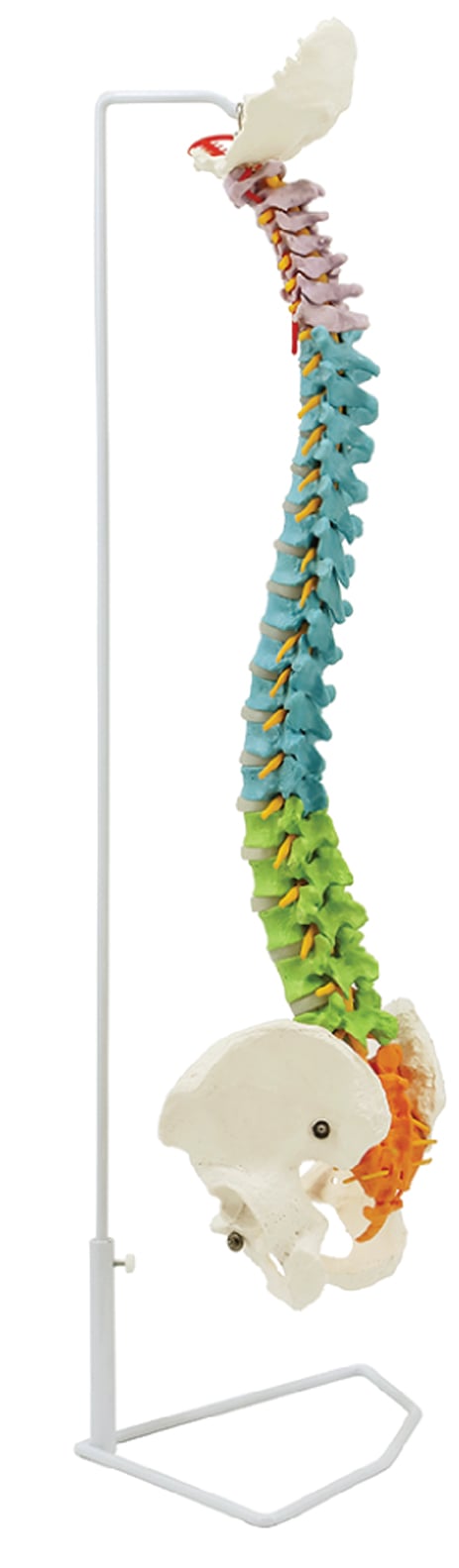 DS-60106 - Didactic Colored Flexible Spine with Pelvis and Nerves, 85cm Didactic Colored Flexible Spine with Pelvis and Nerves, 85cm