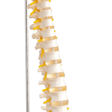 Life-Size Vertebral Column
