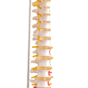 Vertebral Column with Painted Muscles