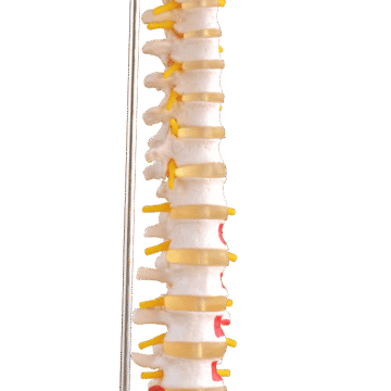 Vertebral Column with Painted Muscles
