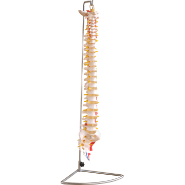 Vertebral Column with Painted Muscles