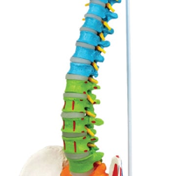 Flexible Color-Coded Spine with Muscle Markings, Detachable Pelvis & Femur Heads, 85cm