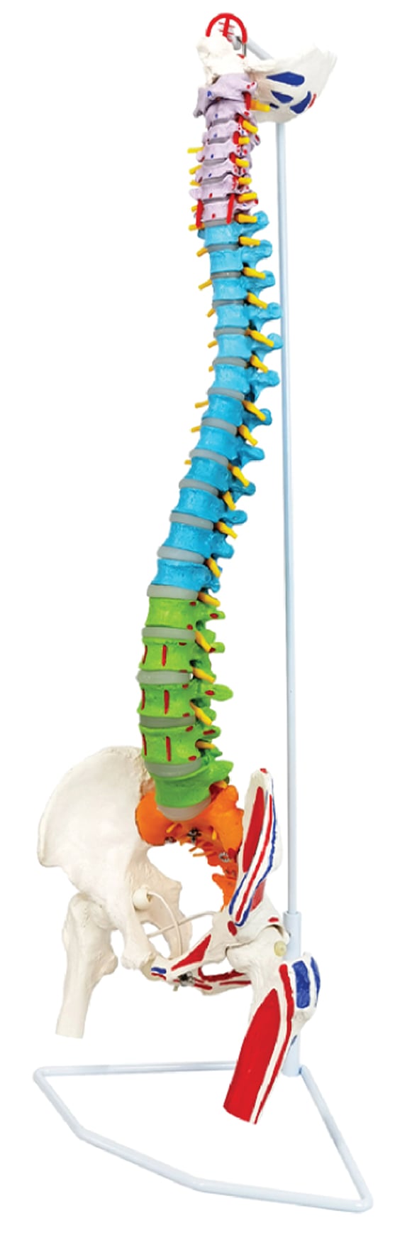 DS-60110 - Flexible Color-Coded Spine with Muscle Markings, Detachable Pelvis & Femur Heads, 85cm Flexible Color-Coded Spine with Muscle Markings, Detachable Pelvis & Femur Heads, 85cm