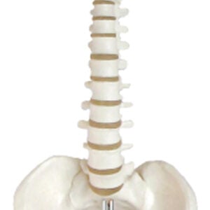 Desktop Spine Model with Femur Heads, 45cm