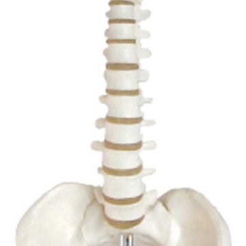 Desktop Spine Model with Femur Heads, 45cm