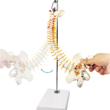Desktop Flexible Spine with Femur on Hanging Stand, 45cm