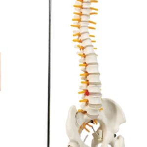 Desktop Flexible Spine with Femur on Hanging Stand, 45cm